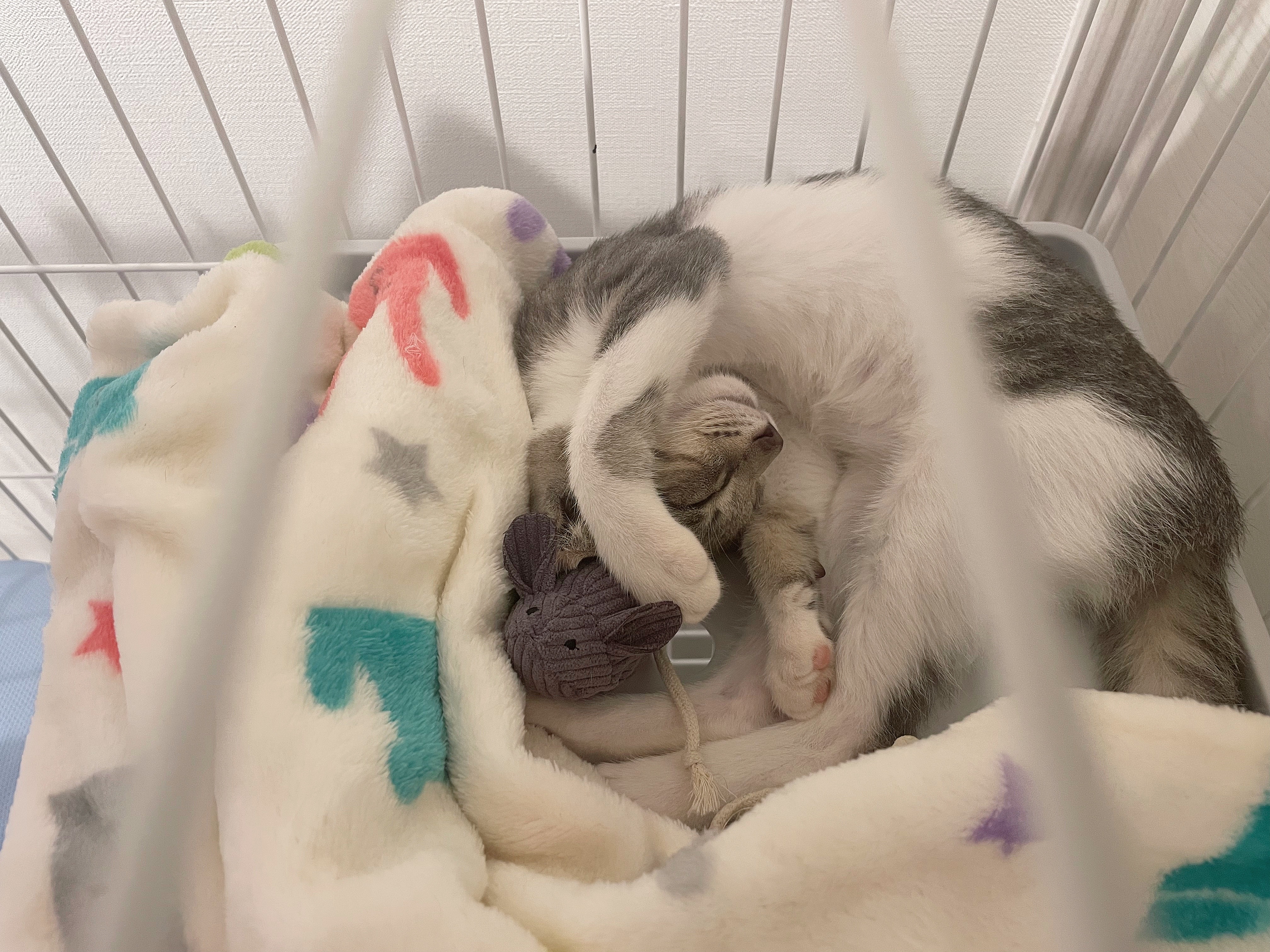 ねこ